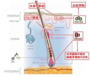DHQG・EGCG2