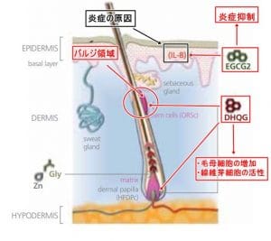DHQG・EGCG2-01