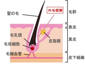 外毛根鞘