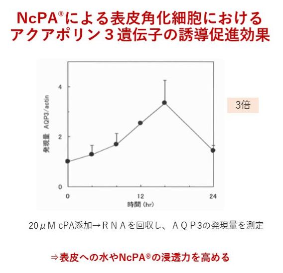 NcPA・アクアポリン３