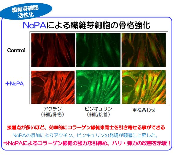 NcPA・コラーゲン01