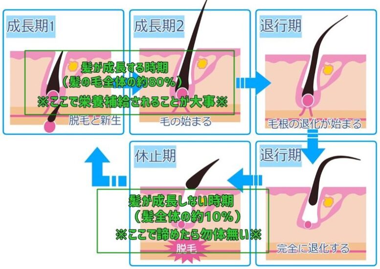 育毛剤・効果期間02